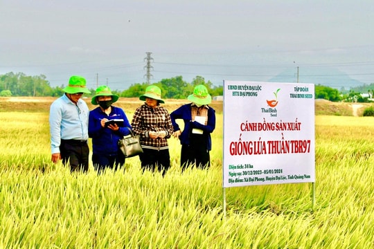 Nông dân Quảng Nam liên kết sản xuất trên cánh đồng mẫu