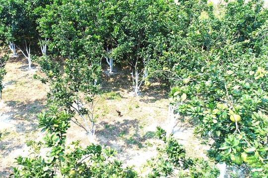 Bưởi trụ Đại Bình còn 17 cây được công nhận cây đầu dòng