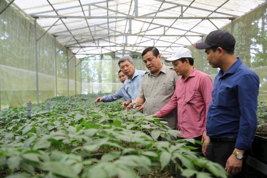 Quảng Nam đề nghị xem xét, thẩm định và trình Thủ tướng đề án phát triển trung tâm công nghiệp dược liệu