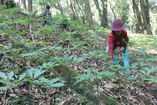 Đề nghị phê duyệt đề án “Phát triển và hình thành Trung tâm công nghiệp dược liệu tại Quảng Nam với sâm Ngọc Linh là cây chủ lực”