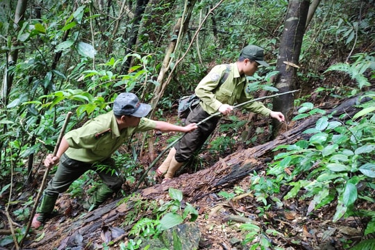Dài thêm bước chân người giữ rừng
