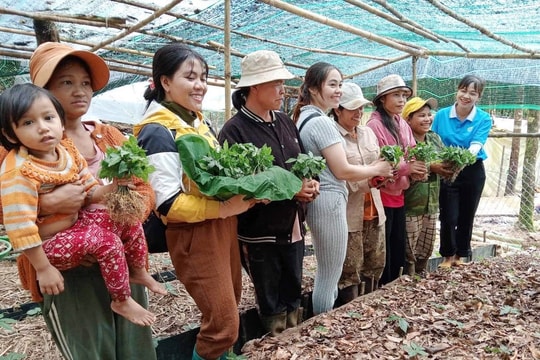 500 cây sâm giống tặng phụ nữ nghèo ở xã Trà Linh