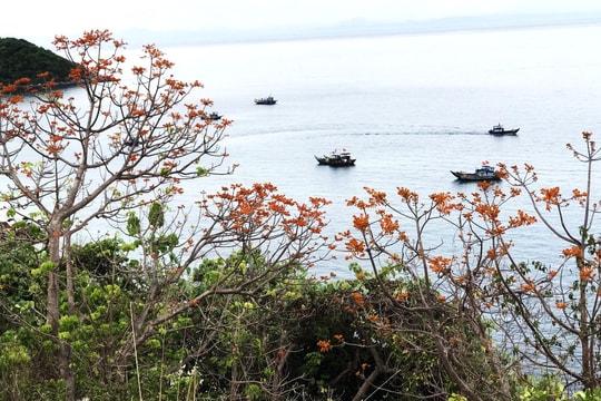 Firmiana Simplex Festival on Cham Islands