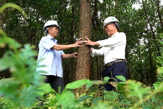 Giao chủ đầu tư triển khai thực hiện hỗ trợ trồng rừng sản xuất gỗ lớn năm 2026