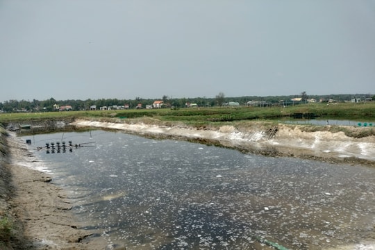 Tôm nuôi ở Quảng Nam chết hàng loạt