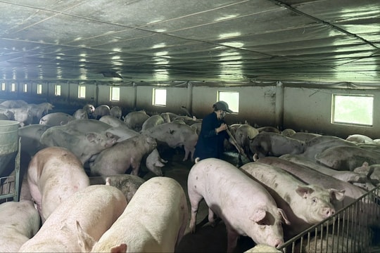 Nông dân Quảng Nam chăn nuôi an toàn dịch bệnh