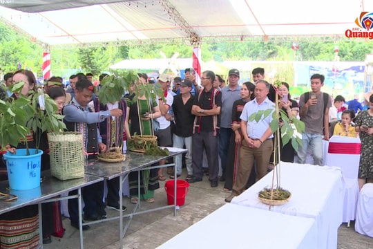 Sôi nổi Lễ hội sâm Ngọc Linh lần thứ VI năm 2024