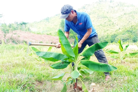 Thực hiện chương trình mục tiêu quốc gia giảm nghèo bền vững: Đừng thấy khó mà buông...