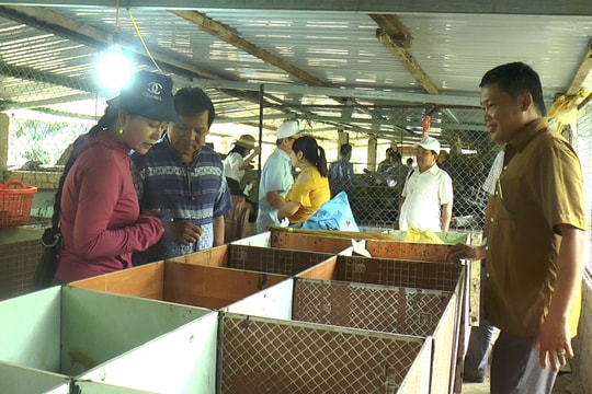 Triển vọng mô hình nuôi dúi ở xã La Êê