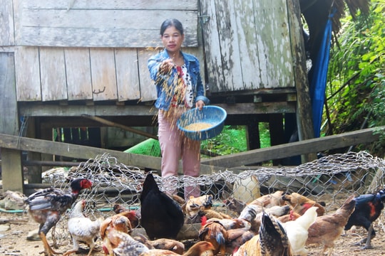 Làm giàu từ mô hình kinh tế vườn