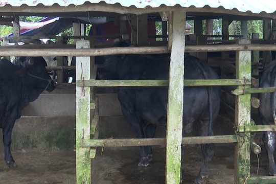 Hiệu quả từ chăn nuôi bò 3B