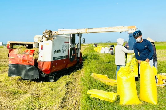 Núi Thành liên kết sản xuất nông nghiệp hàng hóa