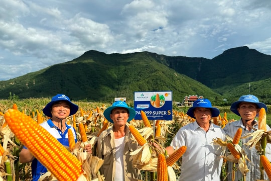 Nông dân Đại Hồng phấn khởi vì giống bắp lai cho năng suất cao