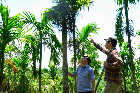 Hiệu quả chuyển đổi từ cây keo sang trồng cau ở Tiên Phước