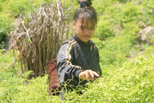 Ớt A Riêu giúp dân thoát nghèo