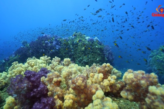 Bảo tồn đa dạng sinh học ở Cù Lao Chàm