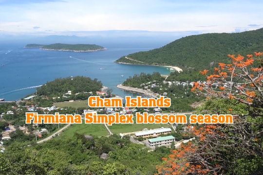 Cham Islands - Firmiana Simplex blossom season