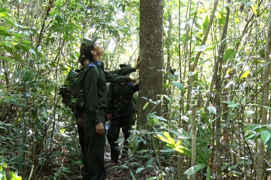 Triển khai chính sách phát triển kinh tế lâm nghiệp gắn với bảo vệ rừng: Vỡ kế hoạch giải ngân