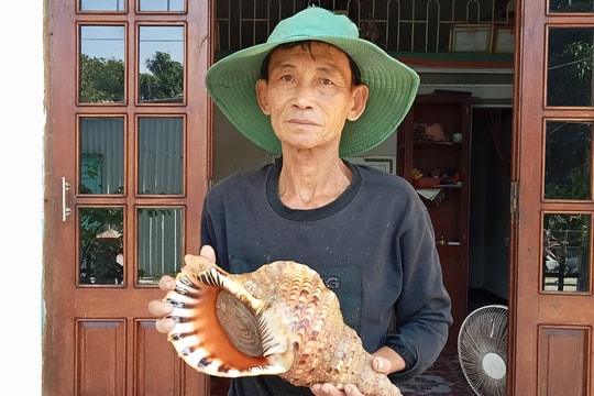 Ốc tù và xuất hiện trở lại ở vùng biển Cù Lao Chàm sau hàng chục năm vắng bóng