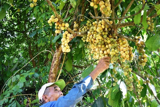 Hơn 10 tỷ đồng xây dựng vùng nguyên liệu măng cụt, bòn bon