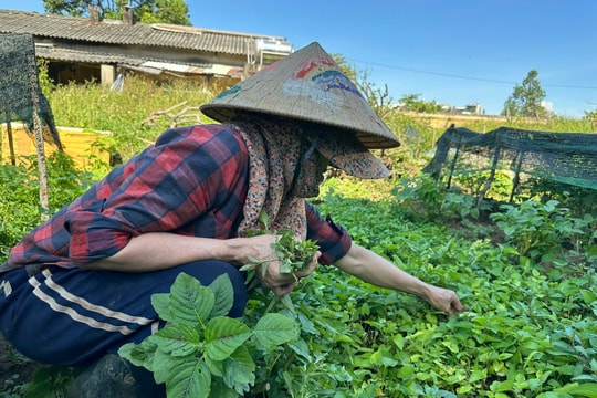 Xây dựng mô hình "Sạch từ bếp - Xanh từ vườn"