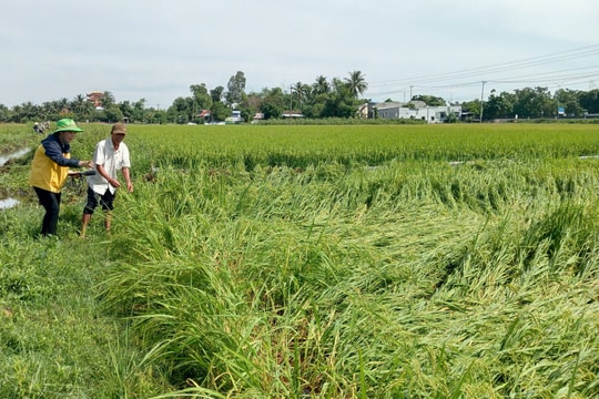 Nhiều diện tích lúa hè thu ở Thăng Bình bị ngã đổ do mưa lớn