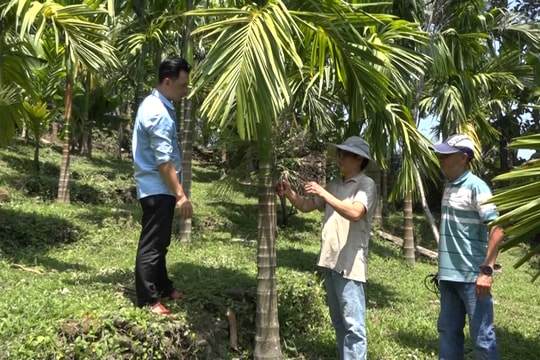 Núi Thành có 1.068 hộ đạt danh hiệu Nông dân sản xuất kinh doanh giỏi cấp huyện