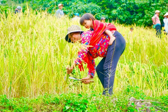 Gặt lúa trên đồng Kon Pin