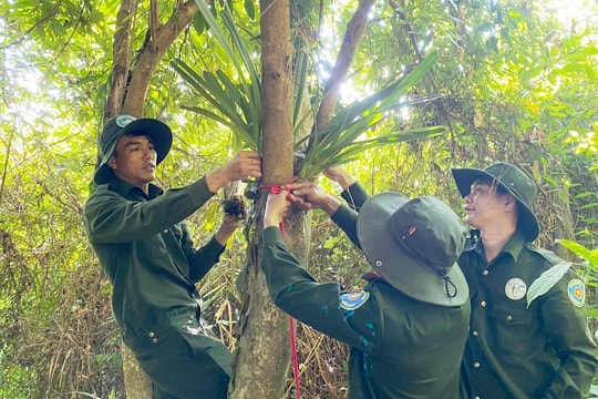 Nông Sơn triển khai chương trình “Đem lan về tự nhiên”