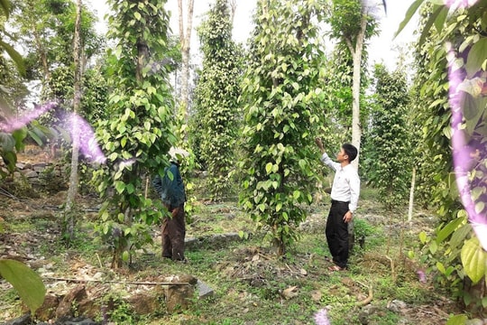 Tiên Phước phát triển kinh tế vườn bền vững