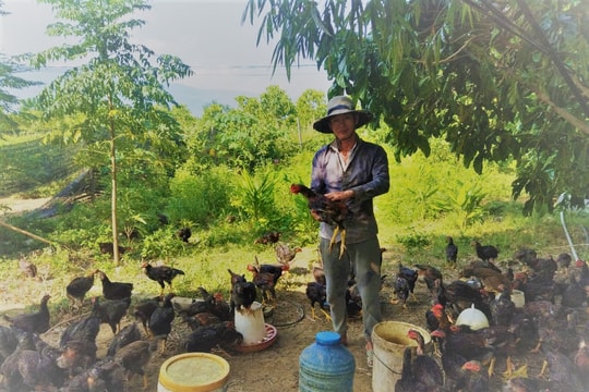 Nuôi gà thảo mộc kết hợp trồng cây dược liệu