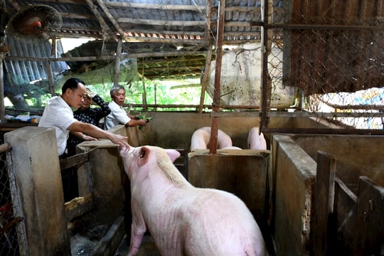Quảng Nam tìm giải pháp phát triển bền vững nghề chăn nuôi heo