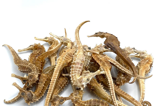 Địa chỉ mua cá ngựa khô Phú Yên uy tín chất lượng ở đâu?