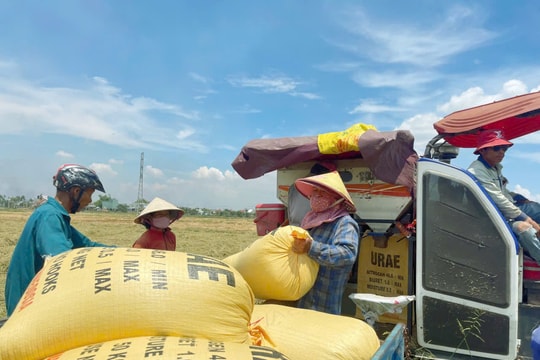 Khẩn trương thu hoạch lúa hè thu