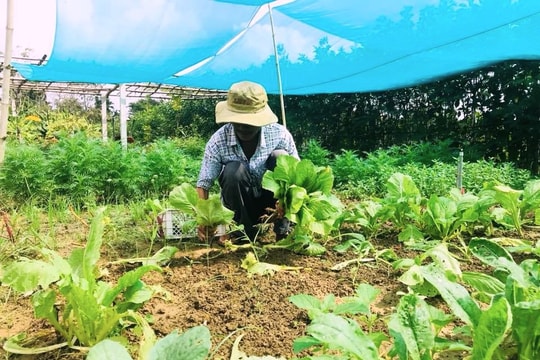 Hội An thí điểm giám sát cộng đồng về an toàn thực phẩm nông, lâm, thủy sản