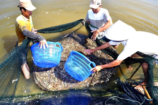 Cảnh báo nguy cơ nuôi tôm lệ thuộc... kháng sinh