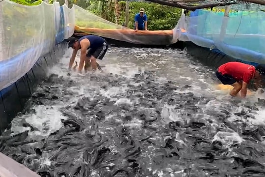 Khấm khá nhờ mô hình nuôi cá lóc lót bạt