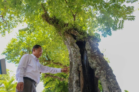 Dưới những gốc thị cổ thụ làng Hưng Mỹ