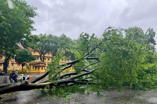 Đà Nẵng hỗ trợ các địa phương cắt, tỉa cây xanh, dọn dẹp đường phố