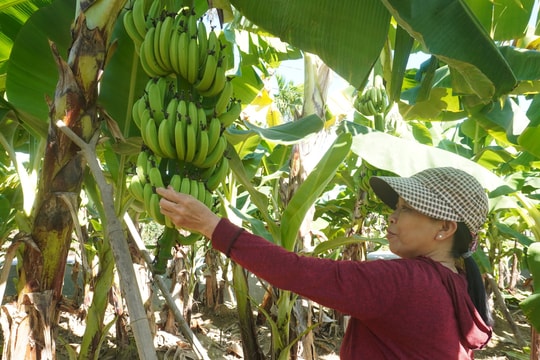 Nông dân Hội An đẩy mạnh sản xuất nông nghiệp hữu cơ