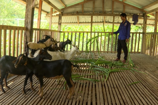 Cùng thanh niên Nam Trà My thoát nghèo bền vững