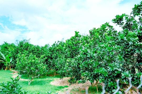 Động lực từ kinh tế vườn ở Ninh Phước