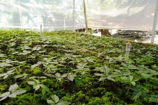 Quảng Nam thực hiện Chiến lược quốc gia phát triển ngành dược