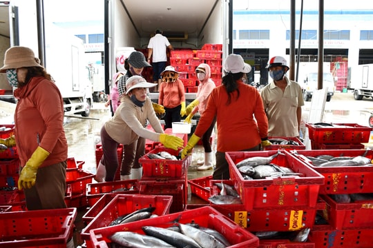 Quảng Nam gặp khó trong truy xuất nguồn gốc hải sản