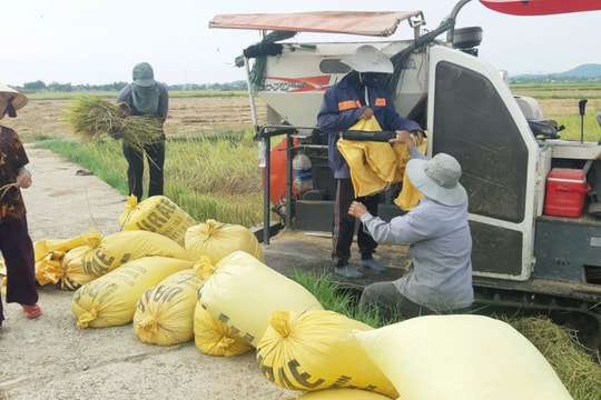 Quế Sơn thực hiện Nghị quyết số 17 của HĐND tỉnh: Thúc đẩy liên kết sản xuất nông nghiệp hàng hóa