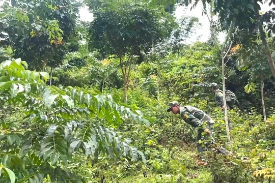 Nỗ lực phục hồi rừng nguyên sinh Quảng Nam