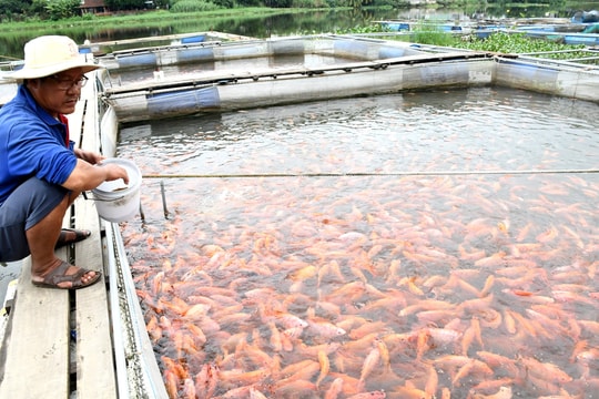 Mô hình nuôi cá lồng bè trên sông ở Quảng Nam chưa... ổn