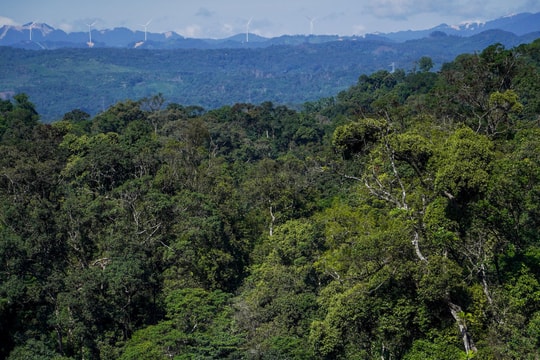 Giữ bình yên cho cánh rừng biên giới Việt - Lào