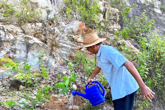 "Trồng cây gây rừng" cho Cù Lao Chàm