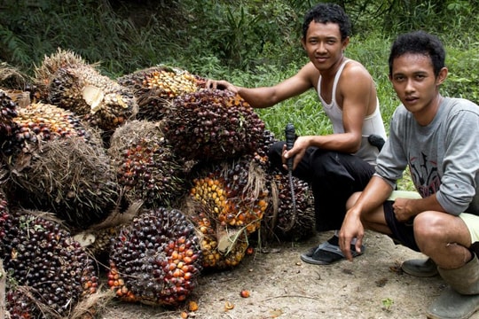 EU sẽ hoãn thực thi quy định chống phá rừng